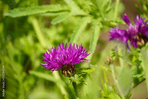 Centaurea hypoleuca, John Coutts, Asteraceae family. Botanical School Garden, Hanover, Germany. photo