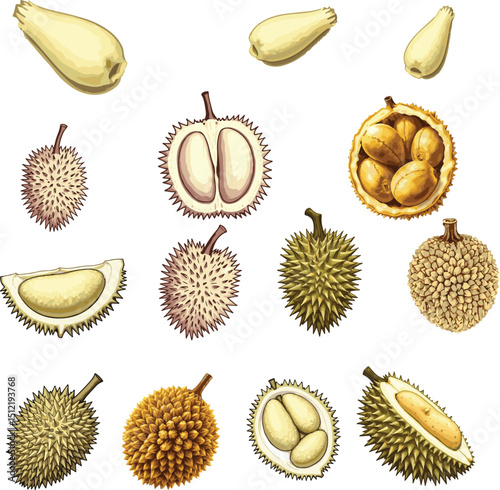 Collection of colorful durian line art vector silhouettes, hand drawn sketches and coloring pages.

