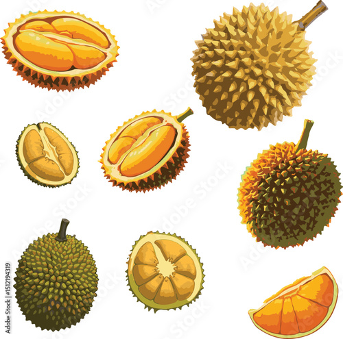 Collection of colorful durian line art vector silhouettes, hand drawn sketches and coloring pages.

