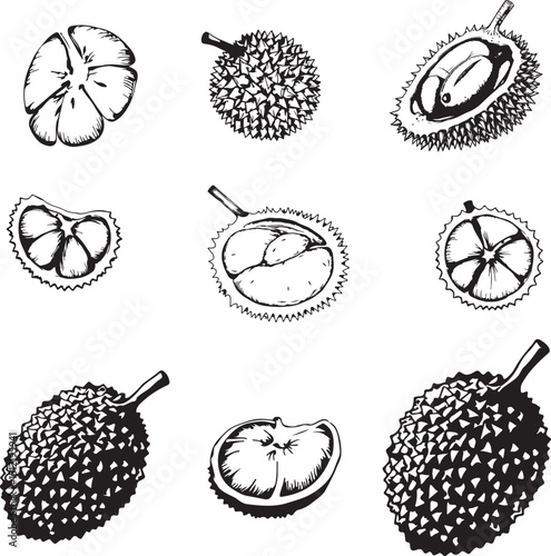 Collection of durian line art vector silhouettes, hand drawn sketches and coloring pages.
