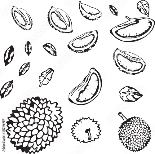 Collection of durian line art vector silhouettes, hand drawn sketches and coloring pages.
