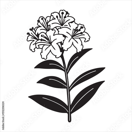 Stock Flower – Vibrant Clusters of Fragrant Blooms for Garden and Decor