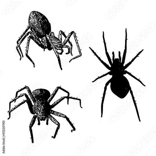 Vector illustration of various spiders in different positions. Perfect for educational materials, horror-themed designs, or natural science projects. Clean and detailed EPS format.