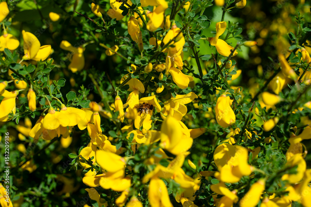 Fototapeta premium Broom flowers with a bee