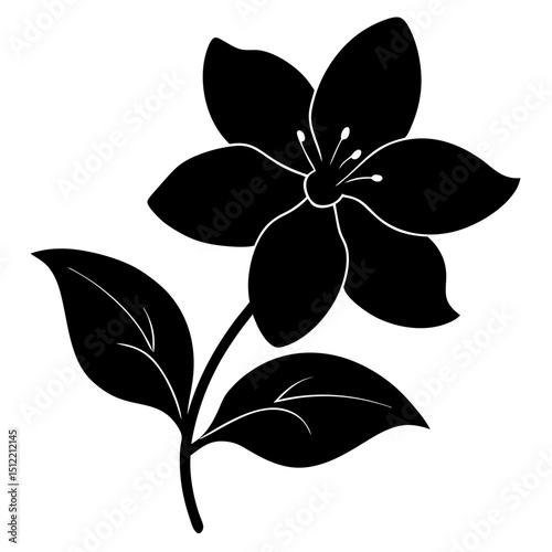 silhouette of a jasmine flower on white background