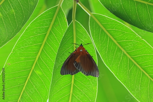 Peridrome Subfascia is a species of moth in the family Erebida. the female forewing above has orange extending to the centre of the wing, edged broadly with white distally and costally.THAILAND