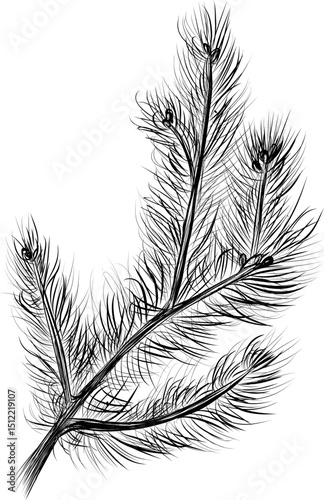 Pine branch with needles sketch vector