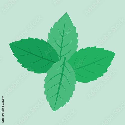 Fresh Mint Leaves Isolated Vector Illustration