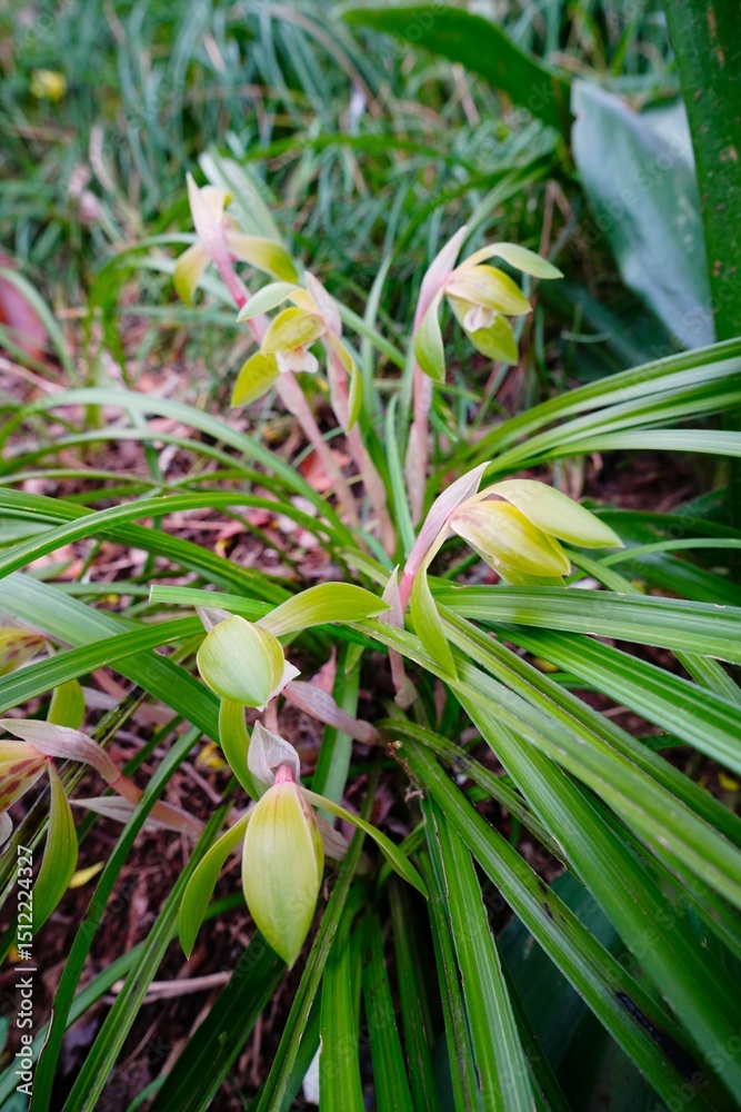 Obraz premium シュンラン