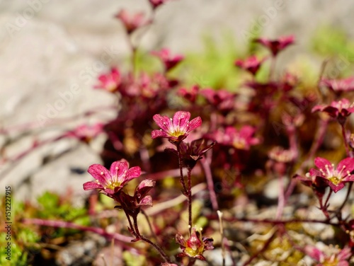 Flowers of the mossy saxifrage (Saxifraga × arendsii), a cultivar group Saxifraga Mossy Group. A complex crossbred of Saxifraga moschata, Saxifraga rosacea, and Saxifraga granulata. Sweden