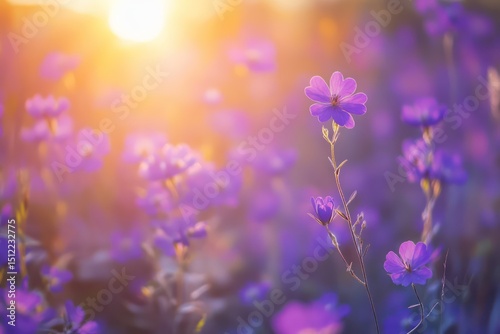 Field of purple wildflowers glowing in sunset light