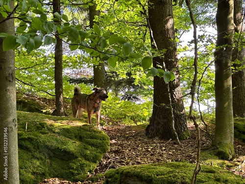 Plattenstein IMG_3830