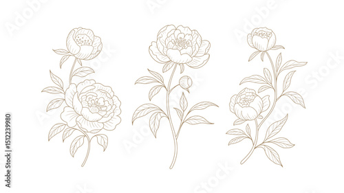 Elegant line art peonies floral design elements