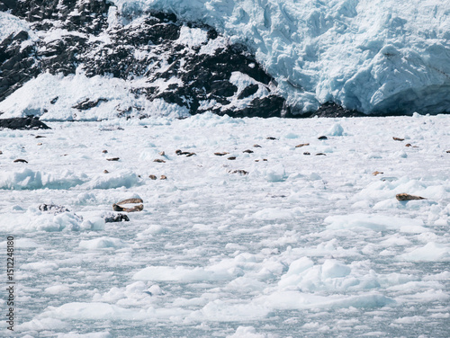 Hubbard Glacier