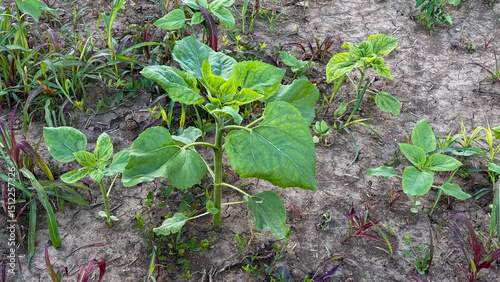 Sunflower seedlings braving arid earth, symbolizing resilience for Earth Day rebirth or obscure Sunflower Suffrage celebrations
