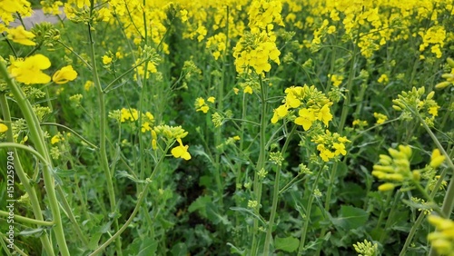 Golden mustard blooms whisper tales of Midsummer enchantment, radiating vibrant health, kin to Swedens Midsommar and La Tomatina essence