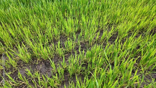 Lush verdant rice paddies flourish under monsoon whispers, evoking harvest dreams and Diwali's vibrant bounty photo
