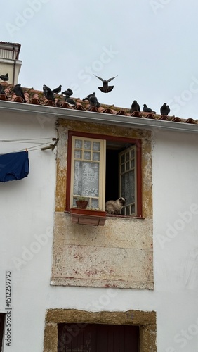 A curious cat peers from a rustic Portuguese window, while pigeons orchestrate a rooftop ballet, evoking Festa de Sao Joao and urban folklore