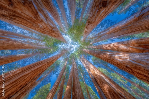 Sequoia National Park in California, USA, is home to giant sequoia trees