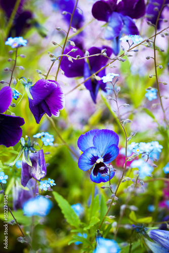 Beautiful soft forget-me-nots and violet pansies in green grass on a sunny day, soft focus