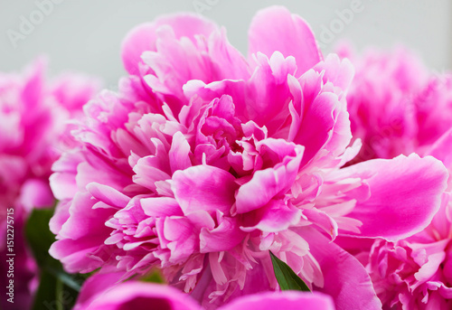 Fototapeta Naklejka Na Ścianę i Meble -  Close up of pink purple peony flowers