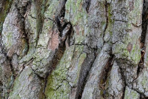 Fototapeta Naklejka Na Ścianę i Meble -  Close-up of the bark of a 400-year-old oak tree. Puszcza Piska Forest. Masuria in Poland.