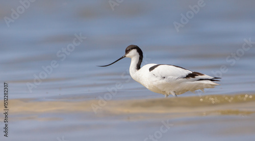 Pied avocet - feeding on the shore of lagoon in the cloud of mosquitoes