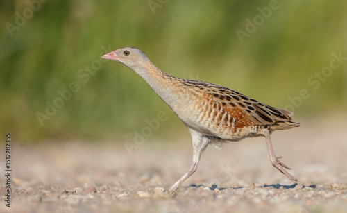 Corn crake - male bird at a meadow in the beginning of the summer