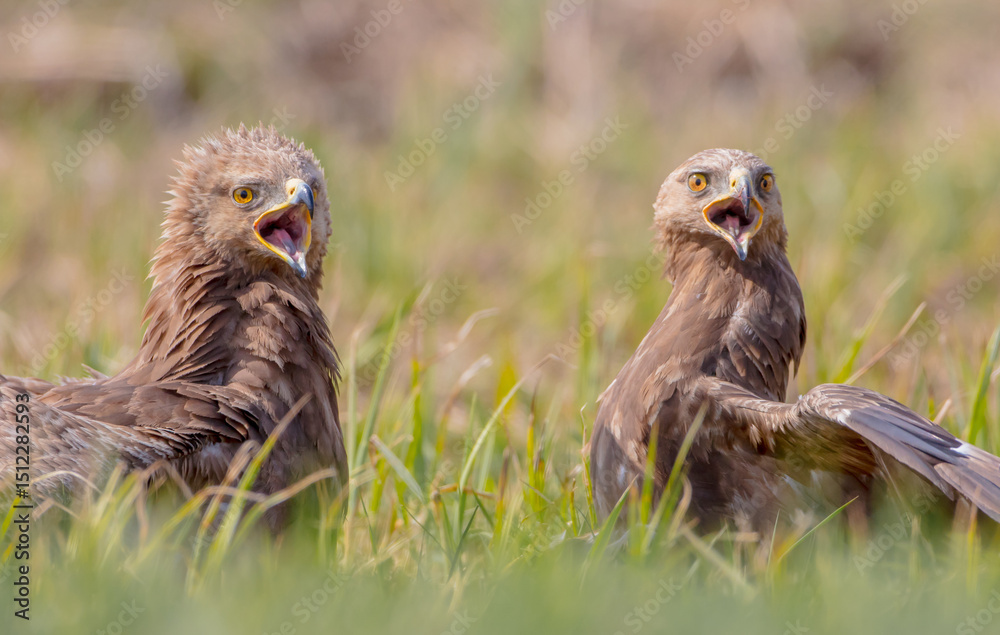 Lesser spotted eagle - pair of birds in spring Lesser spotted eagle - pair of birds in spring