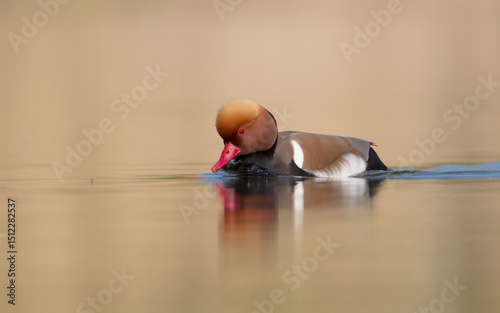 Red-crested pochard - male bird at a small pond in spring