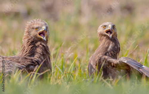 Lesser spotted eagle - pair of birds in spring