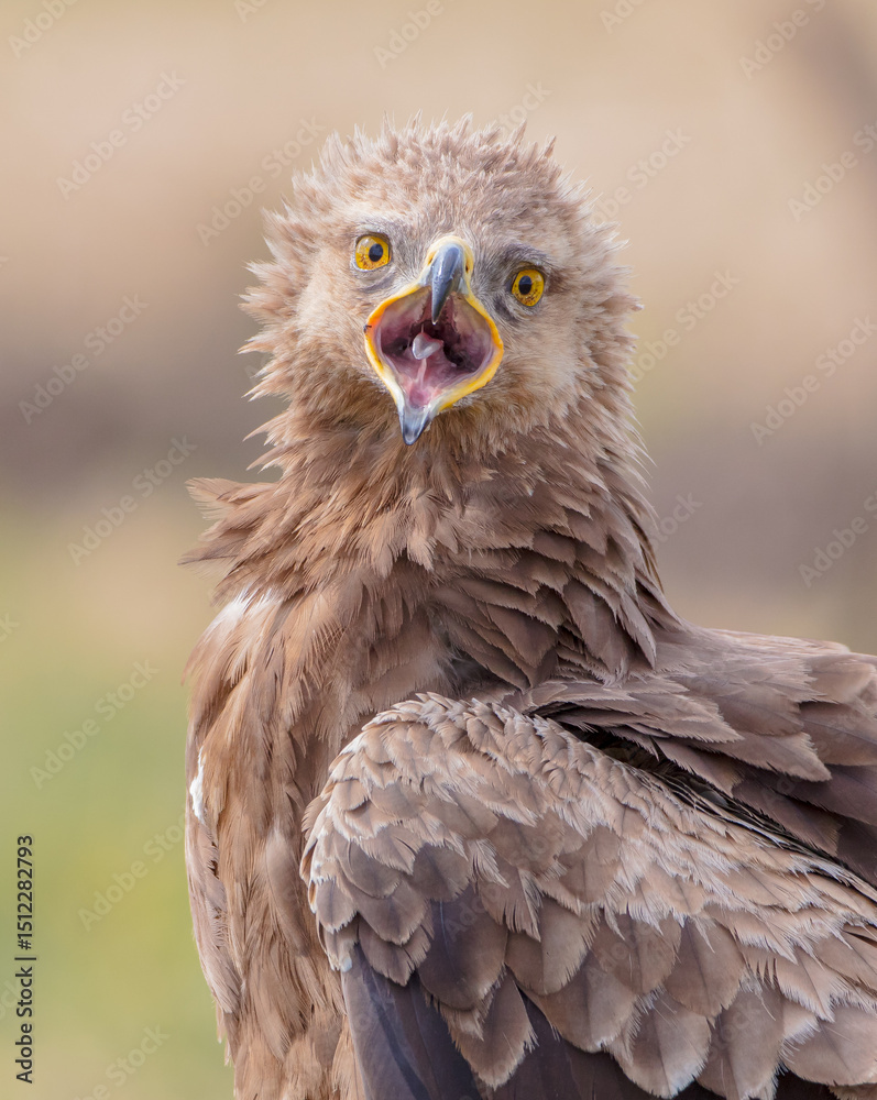 Lesser spotted eagle - female in spring Lesser spotted eagle - female in spring