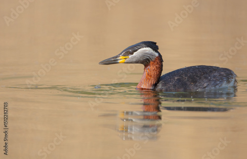 Red-necked grebe at the small lake in spring