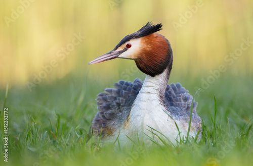 Great Crested Grebe in spring
