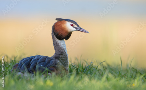 Great Crested Grebe in spring