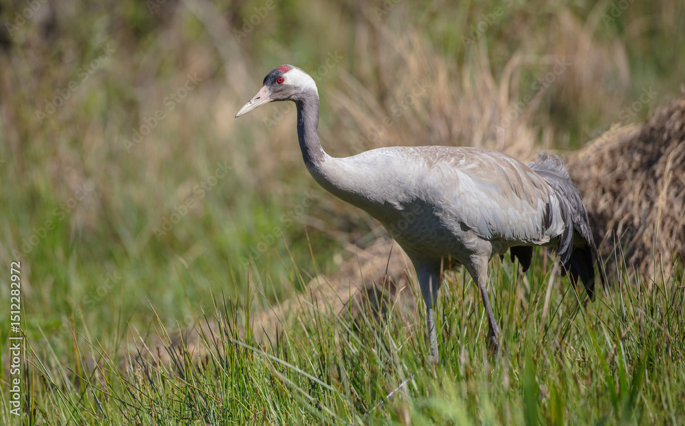 Obraz premium The common crane - male bird at a wetland in summer