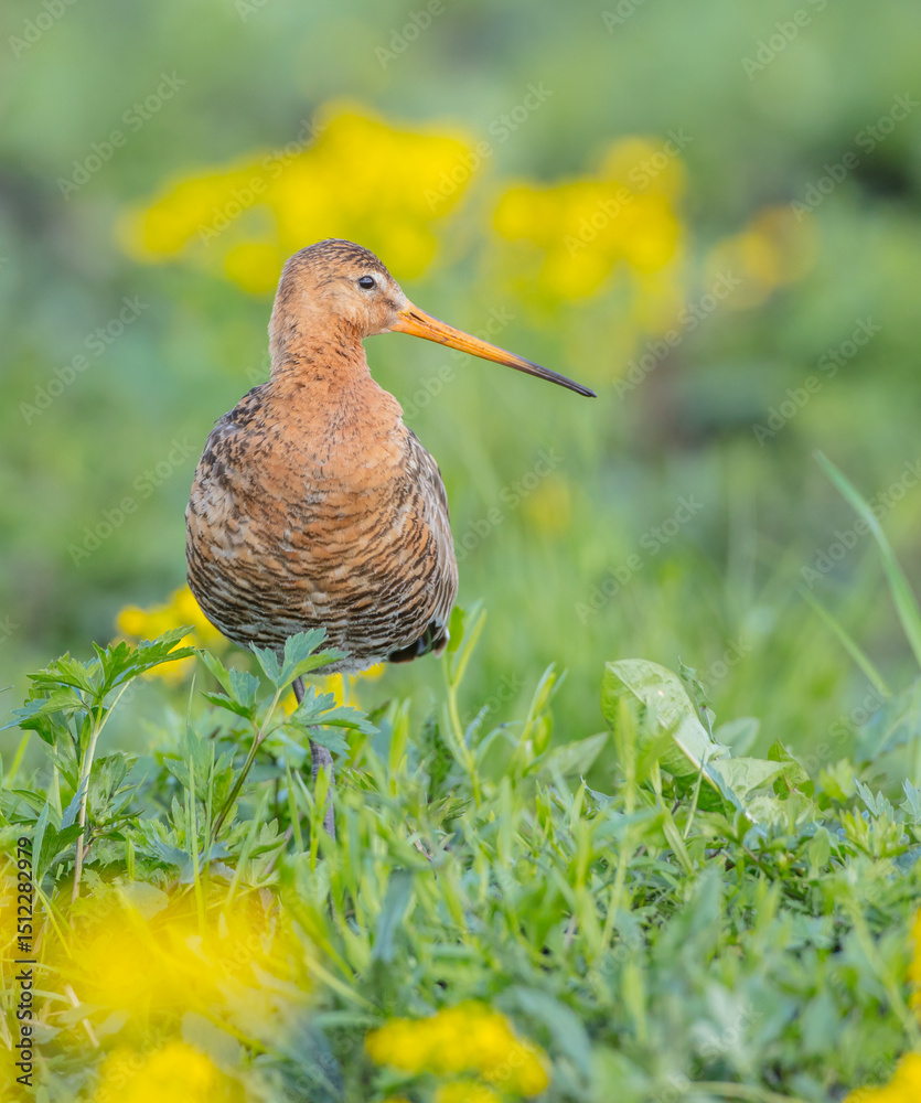 Naklejka premium The black-tailed godwit - adult bird at a wet fields in late spring