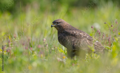 Common Buzzard in spring at a wet forest