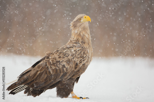 The white-tailed eagle - adult male - in early spring at the wet forest during the snowstorm
