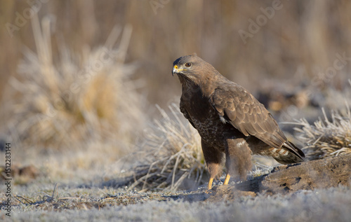 Common Buzzard in spring at a wet forest