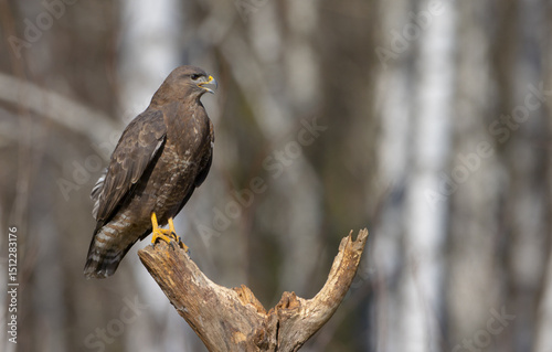 Common Buzzard in spring at a wet forest