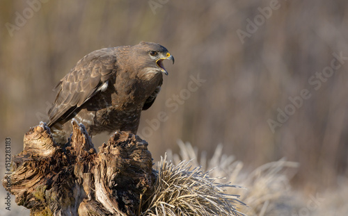 Common Buzzard in spring at a wet forest