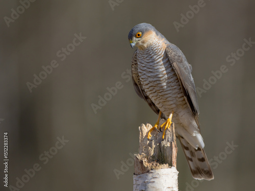 Eurasian Sparrowhawk - adult male at the wet forest in spring