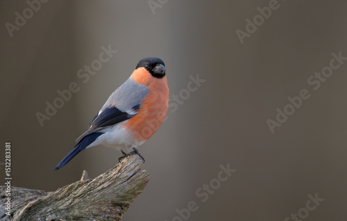 Eurasian Bullfinch - male at a wet forest in spring