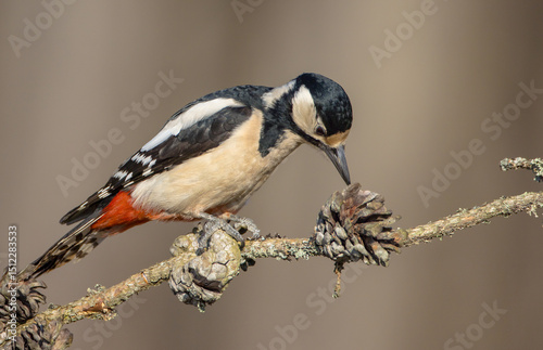 Great Spotted Woodpecker - female - in the wet forest in winter