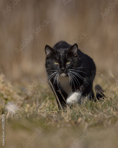 Domestic black and white cat on the hunt 