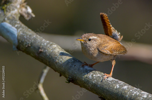 Eurasian Wren - in spring at a wet forest