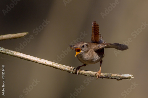Eurasian Wren - in spring at a wet forest