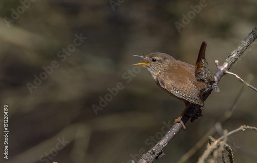 Eurasian Wren - in spring at a wet forest