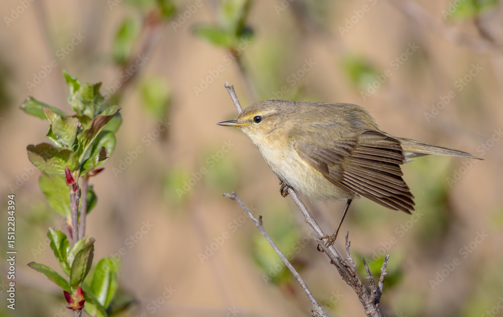 Fototapeta premium Common chiffchaff - in early spring at a wetland 